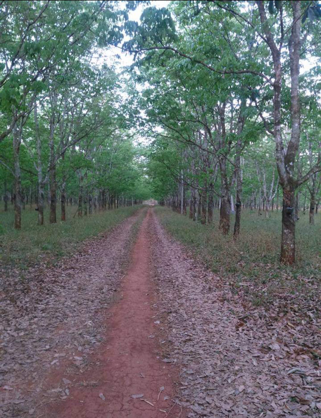 Os boatos eram reais: entenda a disputa envolvendo a Michelin e a Fazenda Santa Terezinha do Correntes